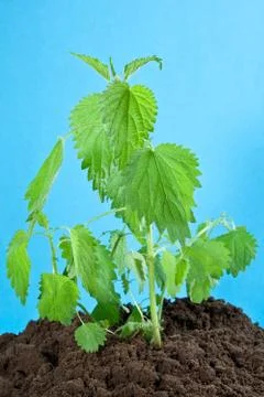 Stinging nettle in soil Stock Photos