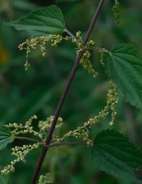 Stinging Nettle Stem Macro Stock-Fotos