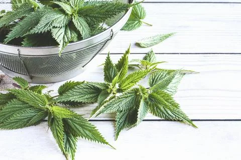 Stinging nettle in strainer on table, fresh nettle leaf, medicinal plant clos Fotos Stock