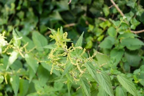 Stinging nettle urtica leaf Stock Photos