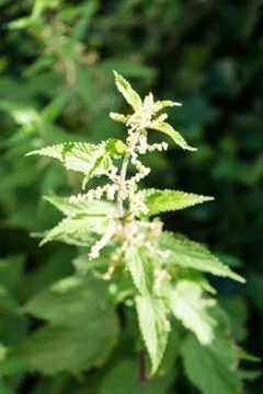 Stinging nettle urtica leaf Stock Photos