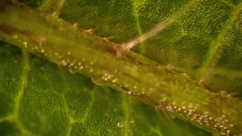 Stinging nettles 1 库存影片 272955436