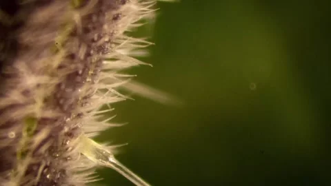 Stinging nettles 2 库存影片 272845965