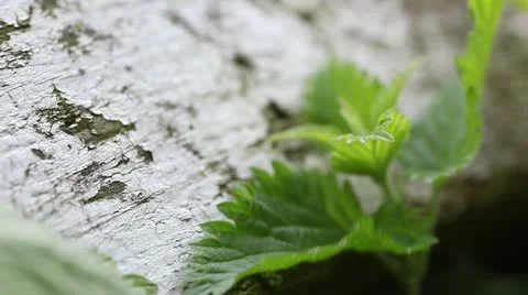 Stinging nettles Stock Footage 10911898