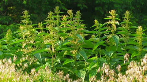 Stinging nettles. Stock Footage 27141658