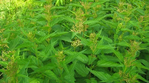 Stinging nettles. Stock Footage 27141837