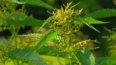 Stinging nettles. Stock Footage 27142098