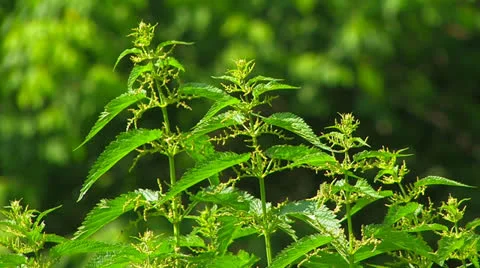 Stinging nettles. Stock Footage 27142291