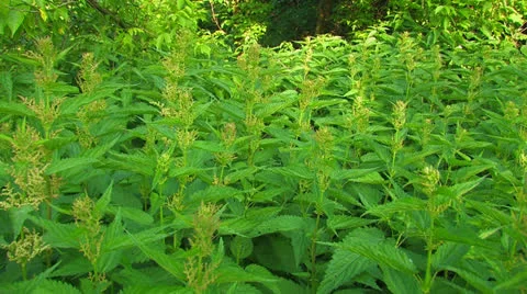 Stinging nettles. Stock Footage 27204096