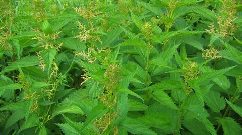 Stinging nettles. Stock Footage 27204402