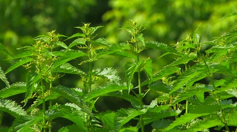 Stinging nettles. Stock Footage 35981927