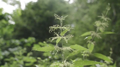 Stinging nettles Vídeo Stock 109607858