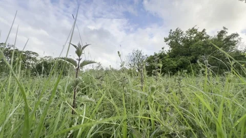 Stinging nettles growing in spring meadow panning Vídeos de archivo 335541755