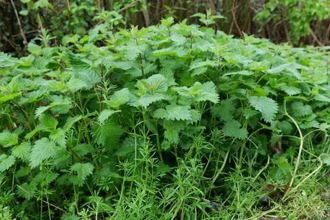 Stinging nettles Stock Photos