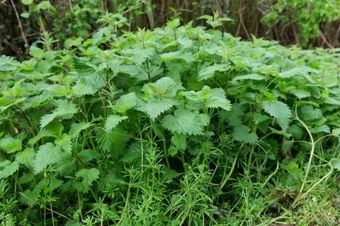 Stinging nettles Stock Photos