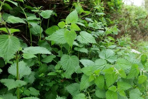 Stinging nettles Stock Photos