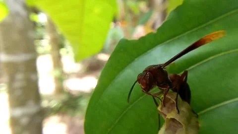 Stinging Wasp Stock Footage 312916336