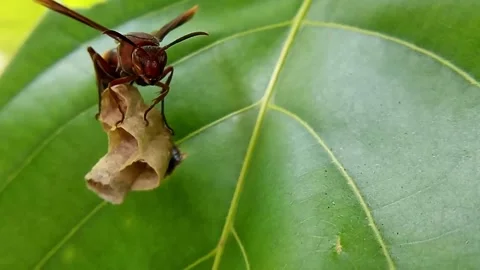 Stinging Wasp Stock Footage 312923724
