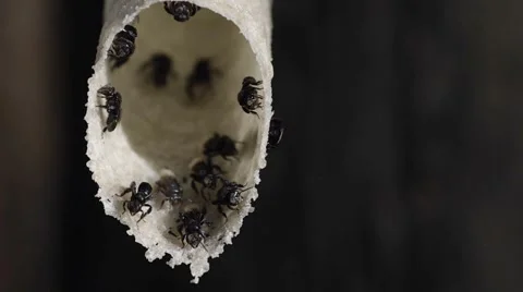 Stingless bee behavior at hive entrance Stock Footage 47792215