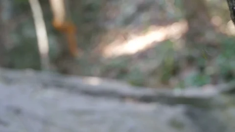 Stingless bee behavior at hive entrance Stock Footage 86254805