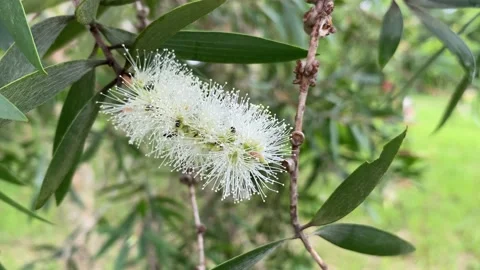 Stingless Bee Collecting Nectar from White Eucalyptus Flower 스톡 동영상 219242070