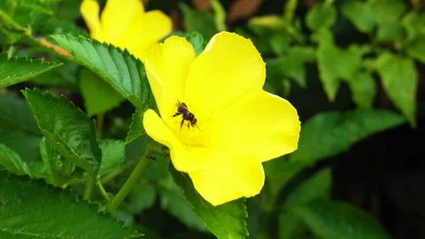 Stingless Bee Drinking Nectar Inside Turnera Ulmifolia Flower yellow alder o Stock Footage 308469037