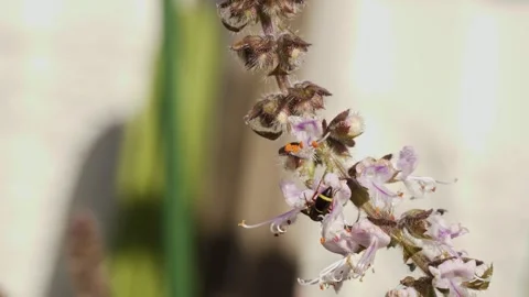 Stingless Bee On Flowering Plant - Close Up Stock Footage 328840822