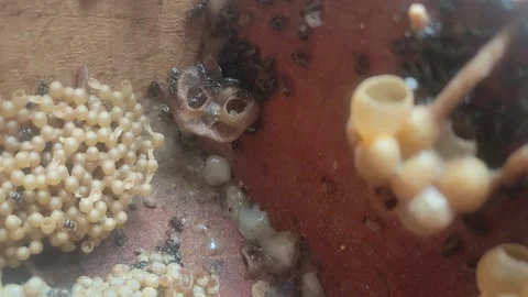 Stingless bee 動画素材 220320787