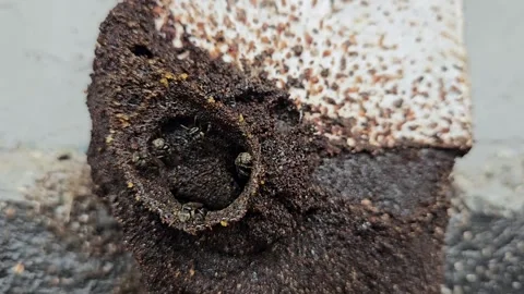 Stingless Bee Video stock 279061479