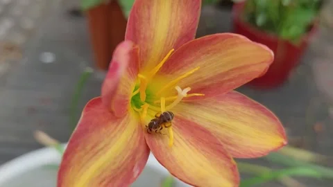 Stingless Bee Foraging in Center of Rain Lily Flower, Close-Up Pollination Vídeos de archivo 337723334