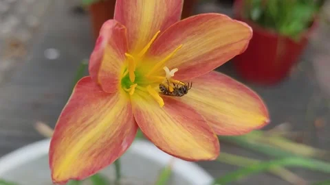 Stingless Bee Foraging Upside Down on Rain Lily Flower, Pollination Close-Up 库存影片 337723333