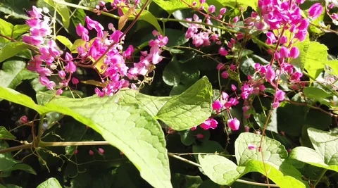 Stingless bee in the garden Stock Footage 120430974