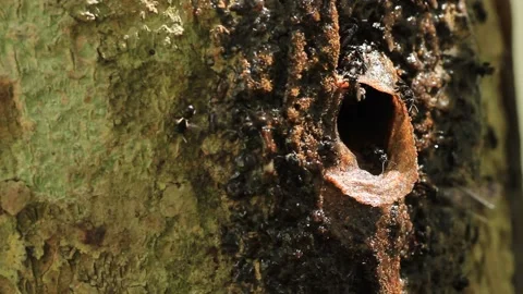 Stingless Bee Hive Stock Footage 227272590