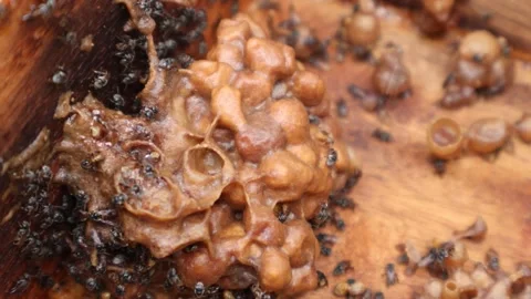 Stingless bee hive showing brood cells with larvae and propolis food pots Stock Footage 343944490