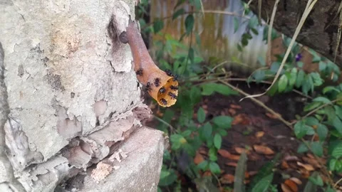 Stingless Bee Hive Side View Footage Stock Footage 335643475