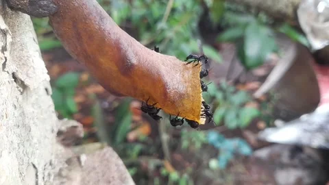 Stingless Bee Hive Side View Footage Stock Footage 335643481