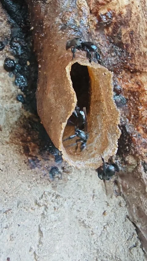 Stingless Bee Hovering Near Nest Entrance in Natural Habitat Video stock 331413896