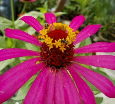 Stingless Bee Insect Pollinated Pink Zinnia Flower Stock Photos
