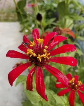Stingless Bee Insect Pollinated Red Zinnia Flower Stock Photos