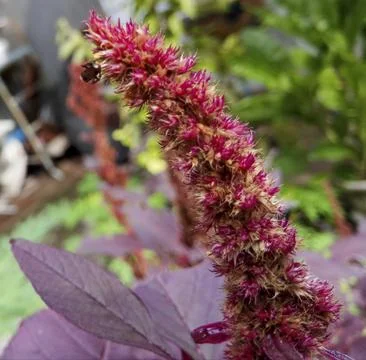 Stingless Bee Insect Pollinated Red Amaranth Flower Stock Photos