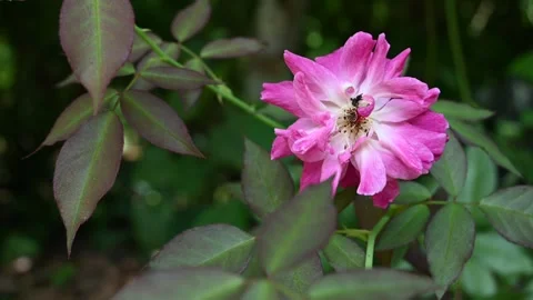 A stingless bee looking for nectar from an old withering pink color rose Video stock 242784809