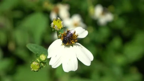 Stingless bee, Malaysia Stock Footage 140553316