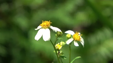 Stingless bee, Malaysia Stock Footage 140553320