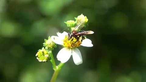 Stingless bee, Malaysia Stock-Footage 140553421