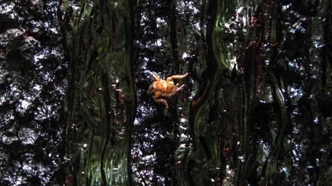 Stingless bee, Malaysia Stock Footage 159635235