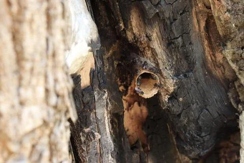 A stingless bee nest in a burning tree Stock Photos