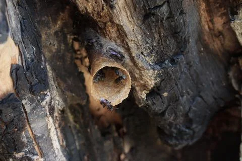 A stingless bee nest in a burning tree Stock Photos