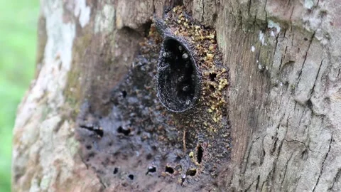 Stingless bee nest close up view Video stock 151175693