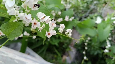 Stingless Bee Pollinating Coral Vine Flowers (Antigonon leptopus) Stock Footage 339059580
