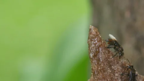 Stingless bee resting on the top of hive Stock Footage 98944534